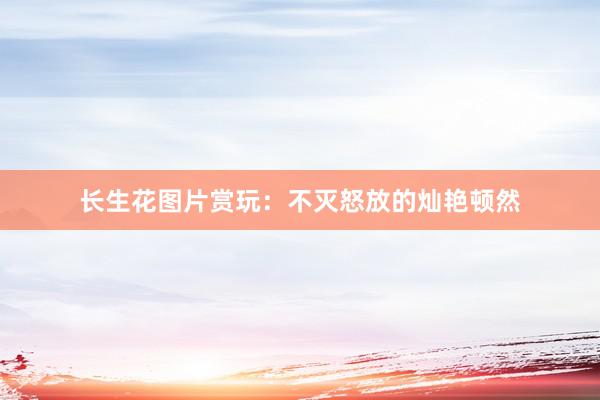 长生花图片赏玩:不灭怒放的灿艳顿然